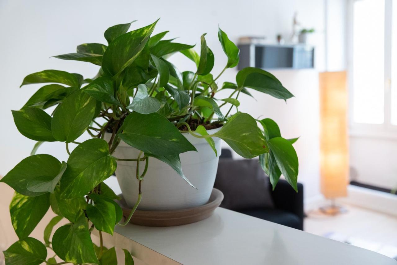Apartmán Duomo Flat Trento Exteriér fotografie